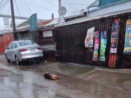 Talcahuano: Perro muere electrocutado por cable energizado, en medio del temporal que afecta a nuestro país