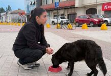 Todos contamos: Realizarán nueva recogida solidaria a favor de la ruta calle que día a día realiza la organización Proanimal Quillota
