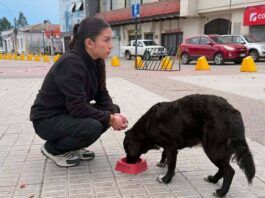 Todos contamos: Realizarán nueva recogida solidaria a favor de la ruta calle que día a día realiza la organización Adepa Proanimal Quillota