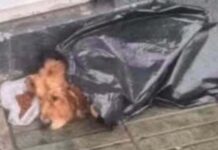 Buenas noticias: Rescataron a perrito que no podía moverse y estaba a la deriva en el sector de Bellavista en Valparaíso