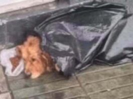 Buenas noticias: Rescataron a perrito que no podía moverse y estaba a la deriva en el sector de Bellavista en Valparaíso