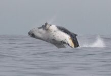 Día Mundial de las Ballenas y los Delfines: Chile, un corredor estratégico para las grandes ballenas