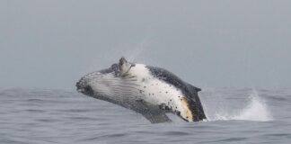 Día Mundial de las Ballenas y los Delfines: Chile, un corredor estratégico para las grandes ballenas