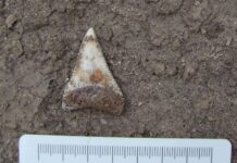Proyecto internacional estudiará fósiles chilenos para comprender la evolución del tiburón blanco
