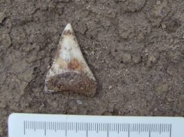 Proyecto internacional estudiará fósiles chilenos para comprender la evolución del tiburón blanco