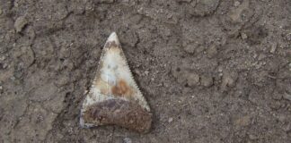Proyecto internacional estudiará fósiles chilenos para comprender la evolución del tiburón blanco