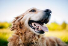 Terapias biológicas alivian el dolor por osteoartritis en perros y gatos
