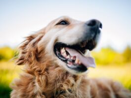 Terapias biológicas alivian el dolor por osteoartritis en perros y gatos