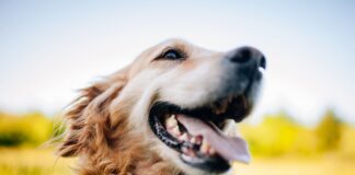 Terapias biológicas alivian el dolor por osteoartritis en perros y gatos