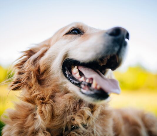 Terapias biológicas alivian el dolor por osteoartritis en perros y gatos