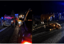 Camioneta impactó a dos potrillos sueltos en ruta de Calbuco: ambos animales murieron