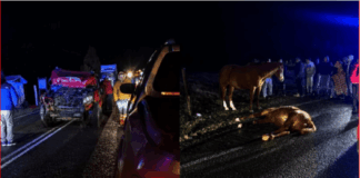 Camioneta impactó a dos potrillos sueltos en ruta de Calbuco: ambos animales murieron