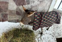 Rescataron a burro que quedó atrapado luego de intensa nevazón camino a la Parva