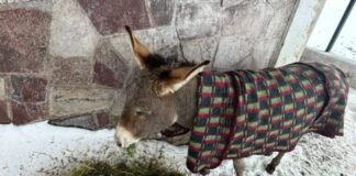 Rescataron a burro que quedó atrapado luego de intensa nevazón camino a la Parva