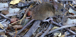 Académica valora el alcance de la alerta por hantavirus: “es una medida preventiva; no significa que estemos frente a una epidemia”