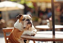 ¿Tu perro tiene obesidad?: Experta explica cómo detectarlo y prevenirlo