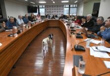 Buenas noticias: Gobierno Regional aprueba 850 millones para esterilizaciones masivas en Temuco