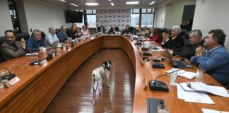 Buenas noticias: Gobierno Regional aprueba 850 millones para esterilizaciones masivas en Temuco