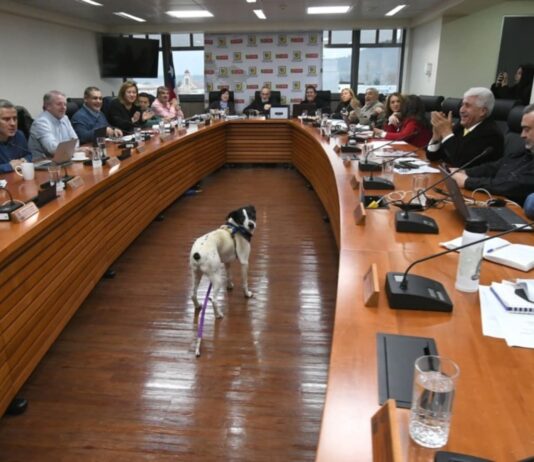 Buenas noticias: Gobierno Regional aprueba 850 millones para esterilizaciones masivas en Temuco