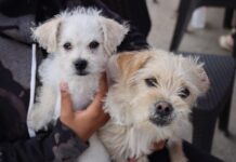 Anuncian fechas de inscripción para esterilizaciones gratuitas de perros y gatos en Copiapó