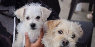 Anuncian fechas de inscripción para esterilizaciones gratuitas de perros y gatos en Copiapó