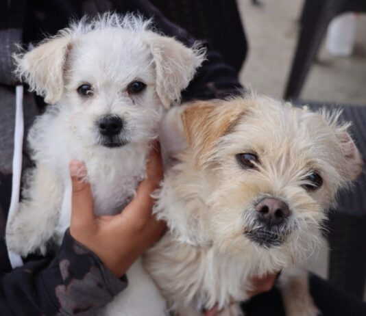Anuncian fechas de inscripción para esterilizaciones gratuitas de perros y gatos en Copiapó