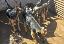 Agrupación Pro Patitas de La Calera alerta sobre el impacto del frío en animales abandonados y llama a la comunidad a colaborar
