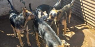 Agrupación Pro Patitas de La Calera alerta sobre el impacto del frío en animales abandonados y llama a la comunidad a colaborar