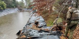 Rescataron a dos perros en tranque de Coihueco