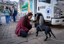 Buenas noticias: Habilitan refugio temporal para animales comunitarios durante el sistema frontal en Valparaíso