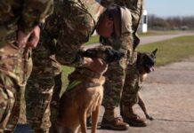 Terremotos en Venezuela: los perros Jack y Derek se suman a la misión humanitaria argentina