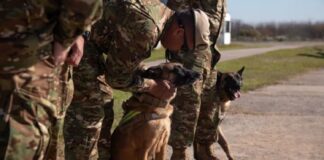 Terremotos en Venezuela: los perros Jack y Derek se suman a la misión humanitaria argentina