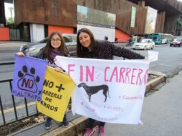 Organizaciones hacen un llamado a los Diputados para que aprueben la prohibición de las carreras de perros galgos en nuestro país