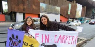 Proyecto que busca prohibir las carreras de perros galgos en Chile podría ser votado este martes en la Cámara de Diputados