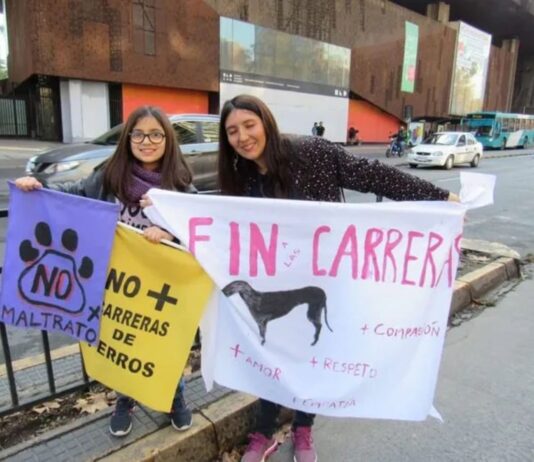 Diputado Sabat dijo no a las carreras de perros galgos: “No podemos normalizar que se lleve a un animal al límite simplemente»