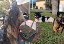Tras la quema de la casa destinada a perros comunitarios en Hualpén, ¿hay real protección hacia ellos?