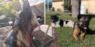 Tras la quema de la casa destinada a perros comunitarios en Hualpén, ¿hay real protección hacia ellos?