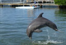 Día Mundial de los Delfines en Cautiverio: una práctica cuestionada por la ciencia que persiste en América Latina