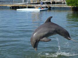 Día Mundial de los Delfines en Cautiverio: una práctica cuestionada por la ciencia que persiste en América Latina