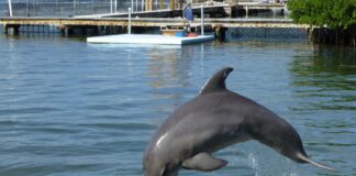 Día Mundial de los Delfines en Cautiverio: una práctica cuestionada por la ciencia que persiste en América Latina