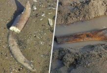 Restos de un mamut aparecen en el lecho del Danubio en Bulgaria: Bajo nivel de agua por sequía los dejó al descubierto