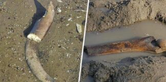 Restos de un mamut aparecen en el lecho del Danubio en Bulgaria: Bajo nivel de agua por sequía los dejó al descubierto