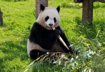 «No al Panda Gigante que el Buin Zoo quiere traer a Chile», es el llamado que hizo la Fundación Callejeritos de la Vega