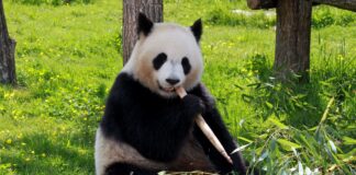 «No al Panda Gigante que el Buin Zoo quiere traer a Chile», es el llamado que hizo la Fundación Callejeritos de la Vega