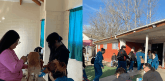 Buenas noticias: Realizan exitoso operativo de vacunación y desparasitación gratuito en la Villa Lomas de Mirasur en San Bernardo