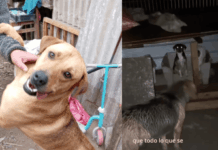 Ayuda Animal: Temporal afectó al refugio de la Fundación Los Monitos de Mary de Pelequén , provocando la voladura de techos y otros daños