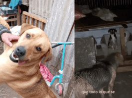 Ayuda Animal: Temporal afectó al refugio de la Fundación Los Monitos de Mary de Pelequén , provocando la voladura de techos y otros daños