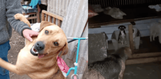 Ayuda Animal: Temporal afectó al refugio de la Fundación Los Monitos de Mary de Pelequén , provocando la voladura de techos y otros daños