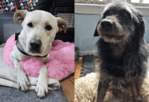 Impulsan campaña de adopción de perritos rescatados en el sistema frontal que está afectando a Valparaíso