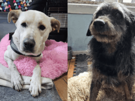 Impulsan campaña de adopción de perritos rescatados en el sistema frontal que está afectando a Valparaíso
